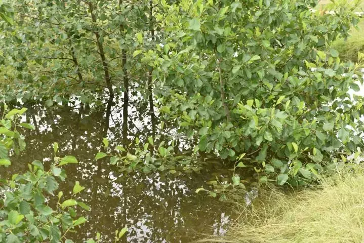 Els (Alnus)