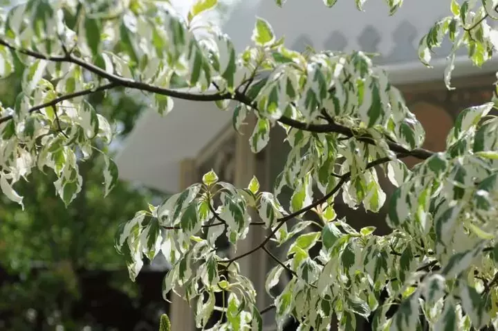Cornus controversa