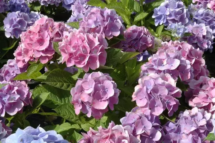 Bolhortensia (Hydrangea macrophylla)