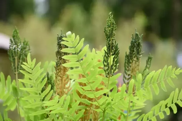 Koningsvaren (Osmunda regalis)