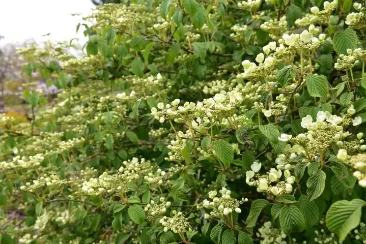 Japanse sneeuwbal (Viburnum plicatum)
