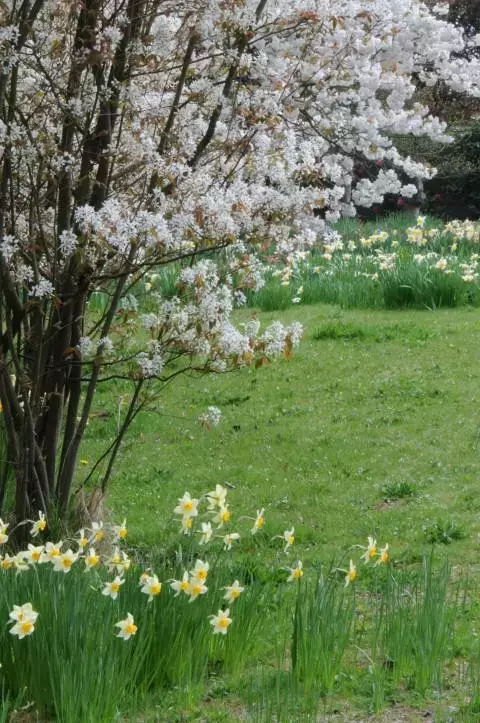 Krentenboompje (Amelanchier lamarckii)