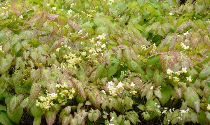  Elfenbloem 'liever lui' (Epimedium)