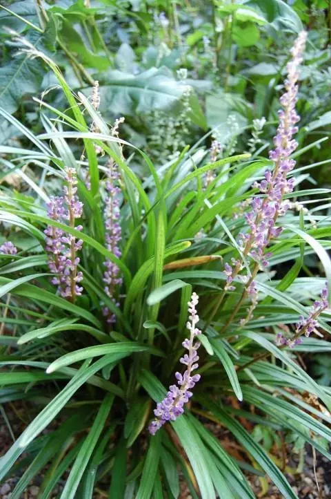  Leliegras (Liriope muscari 'big blue')