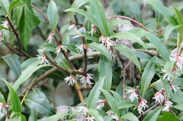 Sarcococca hookeriana