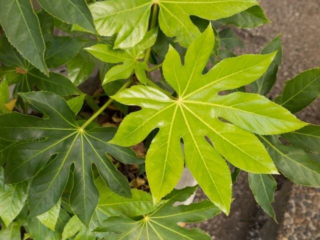 Japanse vingerplant (Fatsia japonica)