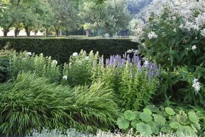 Japans berggras (Hakonechloa macra) in een landelijke tuin
