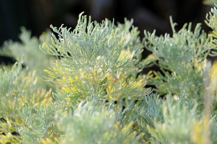  Citroenkruid (Artemisia abrotanum)