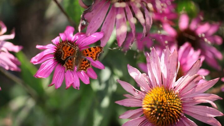  Een tuin is zoveel meer dan planten. Ook nuttige insecten, kleurige vlinders en speelse vogels horen erbij.