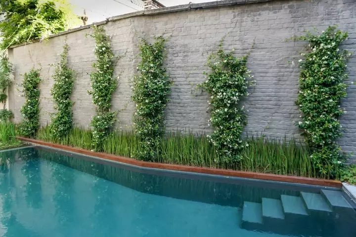 Klimplanten