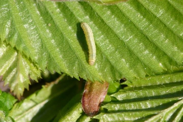  Rups van de kleine witvlinder op Carpinus