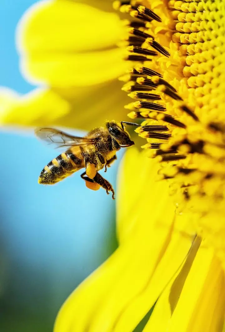 Bijvriendelijke tuin - Tuinaannemer.be