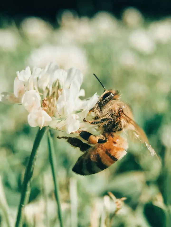 Bijvriendelijke tuin - Tuinaannemer.be