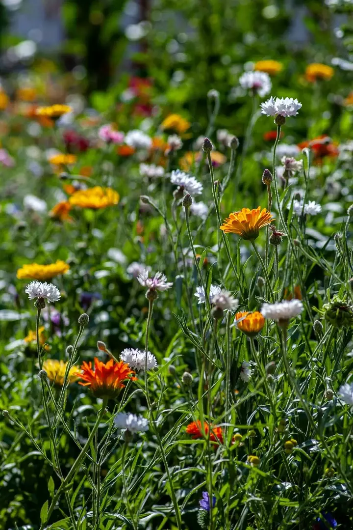 Bloemenweide onderhoudstechnieken - Tuinaannemer.be