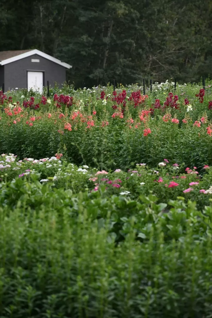 Bloemenweide onderhoudstechnieken - Tuinaannemer.be