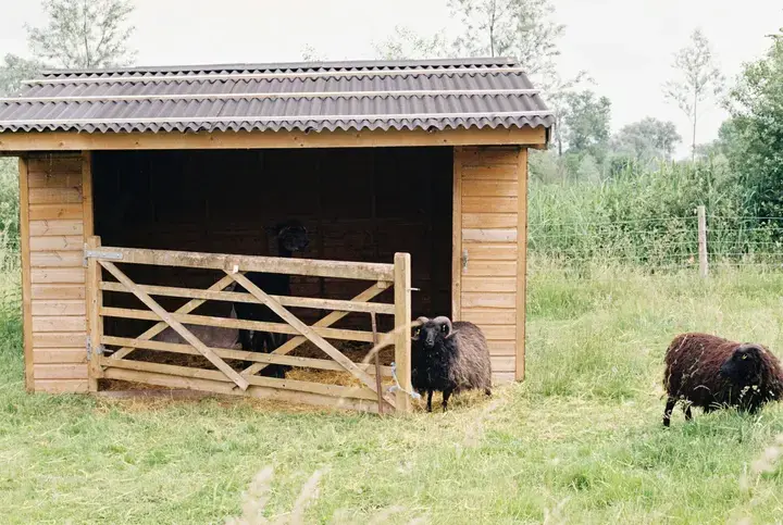 Boerderijdieren in de tuin - Tuinaannemer.be