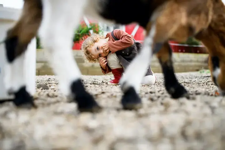 Boerderijdieren in de tuin - Tuinaannemer.be