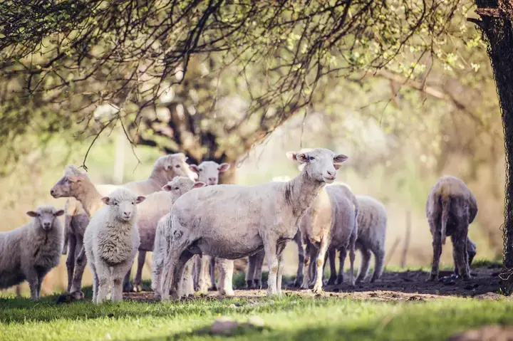 Boerderijdieren in de tuin - Tuinaannemer.be
