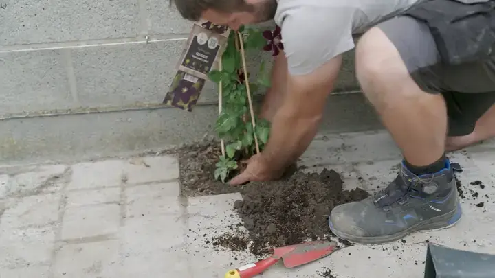 Groene gevel aanleggen_ klimplanten of gevelsysteem