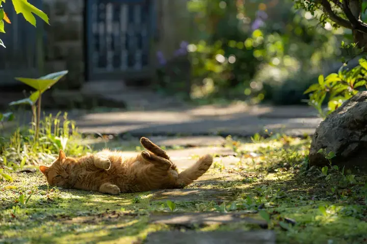 Katten in de tuin - Tuinaannemer.be