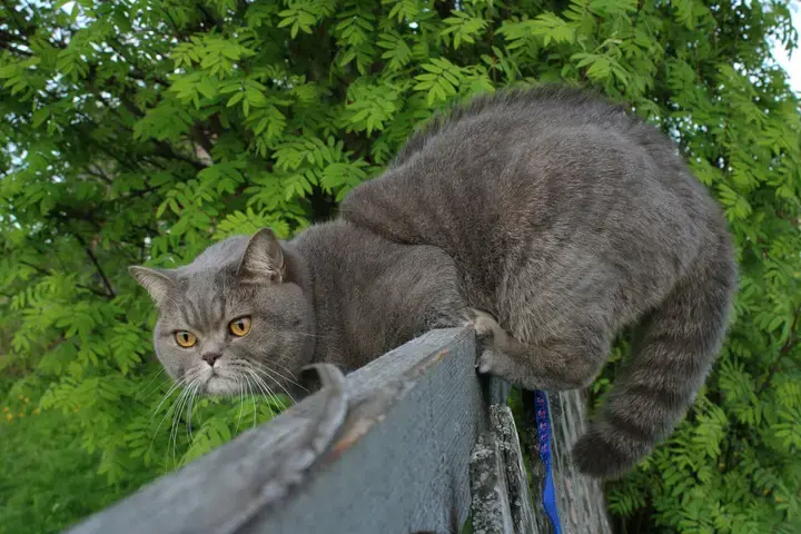Katten in de tuin - Tuinaannemer.be