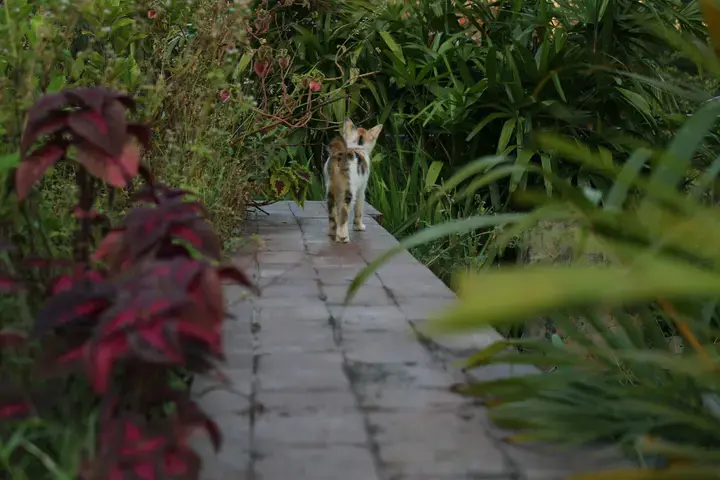 Katten in de tuin - Tuinaannemer.be