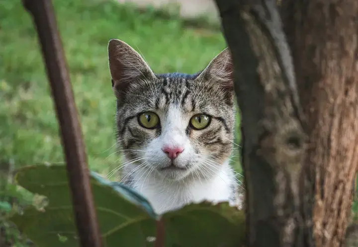 Katten in de tuin - Tuinaannemer.be