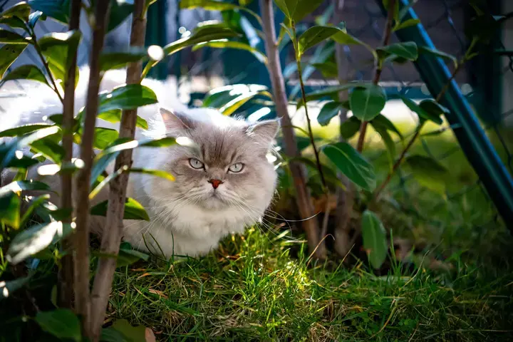 Katten in de tuin - Tuinaannemer.be