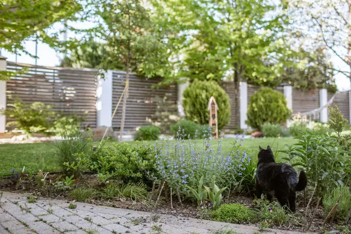 Katten in de tuin - Tuinaannemer.be