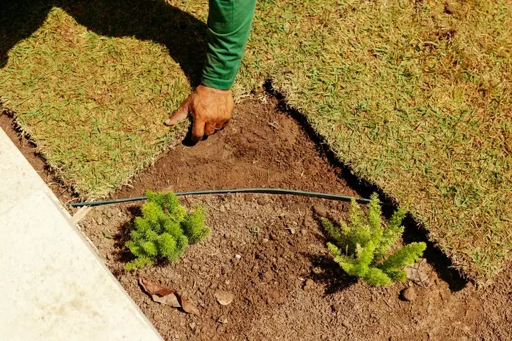 Klimaatbestendige vaste planten - Tuinaannemer.be