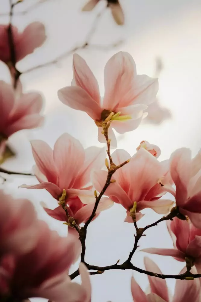Magnolia aanplanten - Tuinaannemer.be
