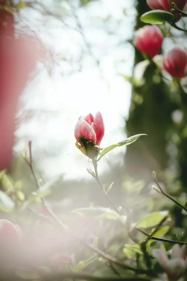 Magnolia aanplanten - Tuinaannemer.be