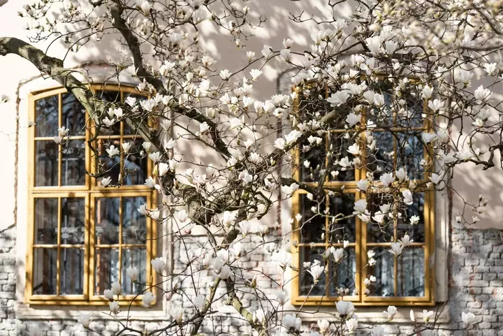 Magnolia aanplanten - Tuinaannemer.be