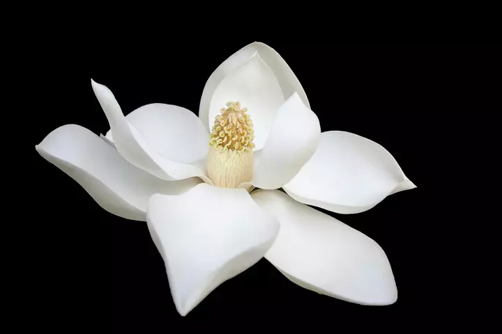 Magnolia aanplanten - Tuinaannemer.be