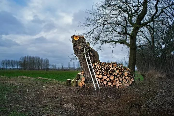 Professionele boomverzorgers - Tuinaannemer.be