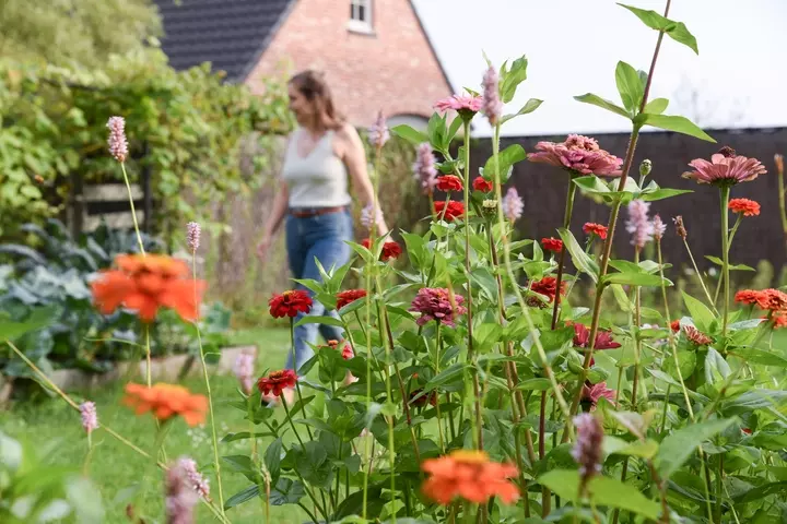 Creëer je eigen snoeptuin -  Tuinaannemer.be