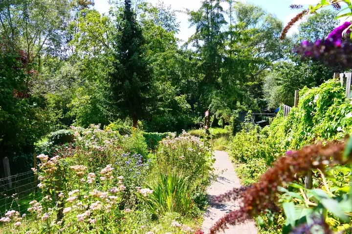 Vlindervriendelijke tuin
