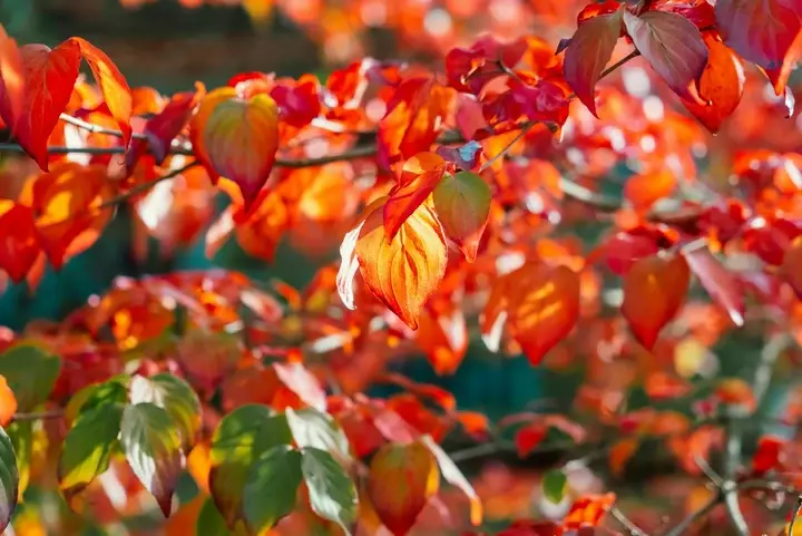 Tuinkalender oktober - Tuinaannemer.jpg