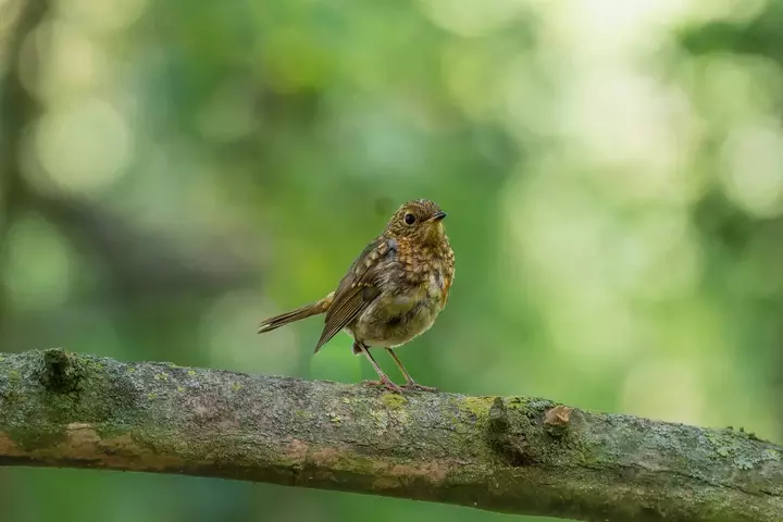 Vogelvriendelijke tuin - Tuinaannemer.be