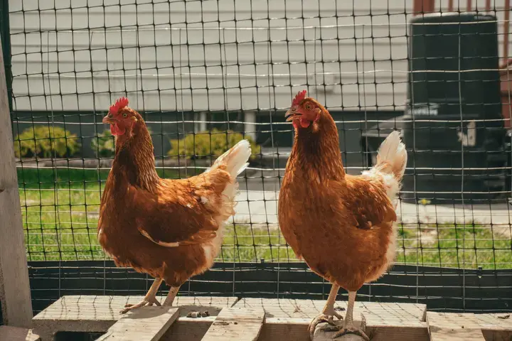 Boerderijdieren in de tuin - Tuinaannemer.be