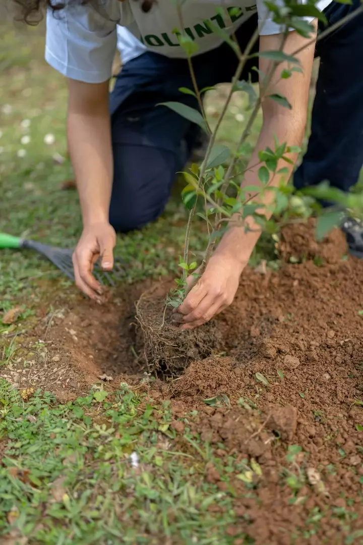 Klimaatboom - Tuinaannemer.be