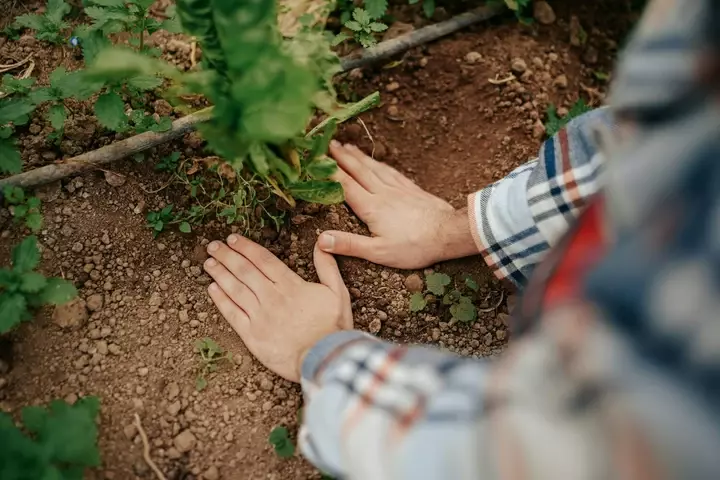 Klimaatboom - Tuinaannemer.be