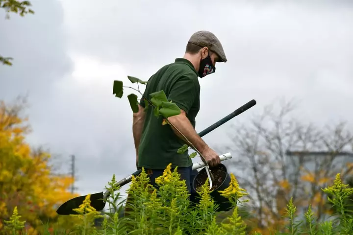 Klimaatboom - Tuinaannemer.be