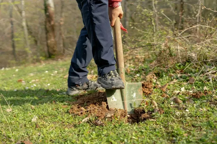 Klimaatboom - Tuinaannemer.be