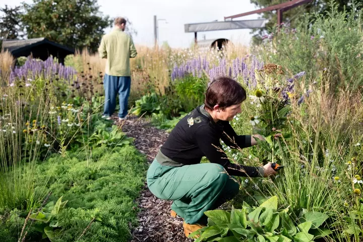 Prairietuin - tips voor een wilde tuin - Tuinaannemer.be
