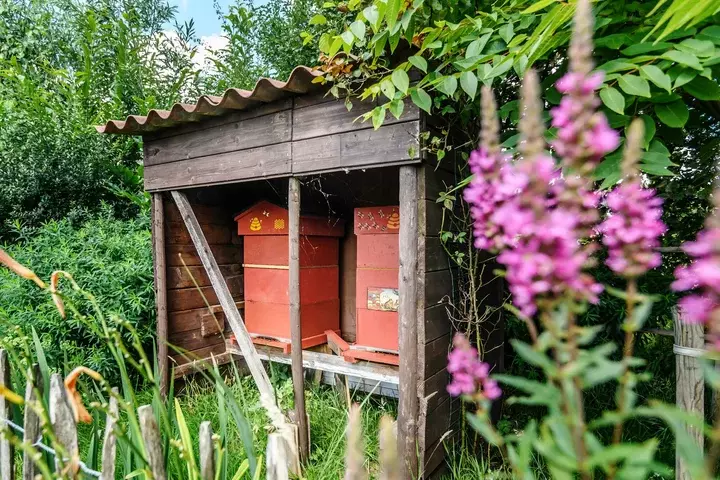 Natuurlijke tuin aanleggen - Tuinaannemer.be