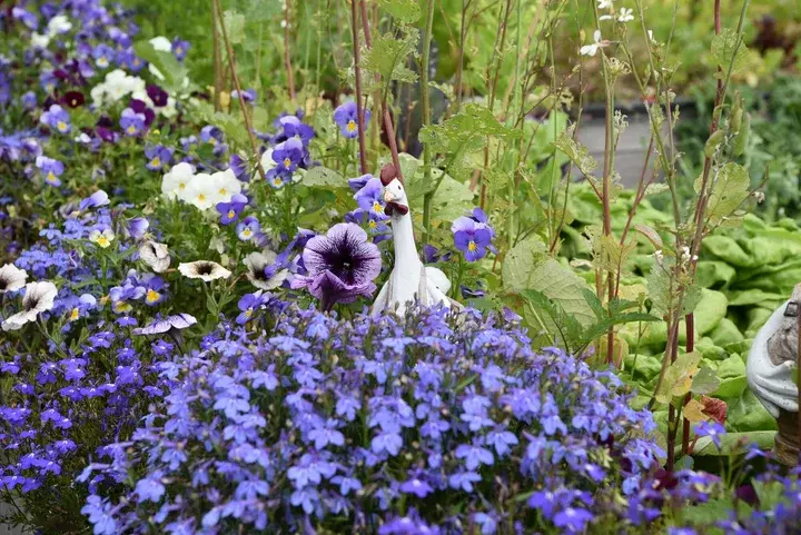 Luxe daktuin met alpiene planten - Tuinaannemer.be