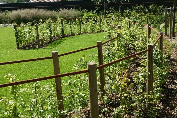 Zwemvijver met moderne beplanting - Tuinaannemer.be