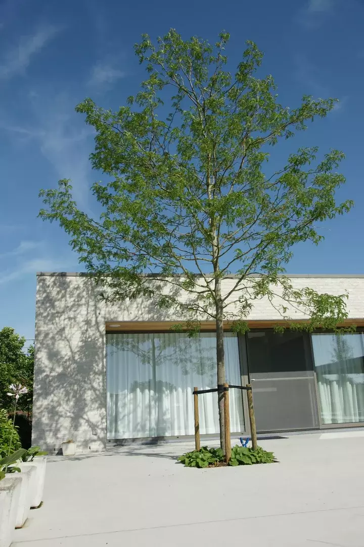 Zwemvijver met moderne beplanting - Tuinaannemer.be