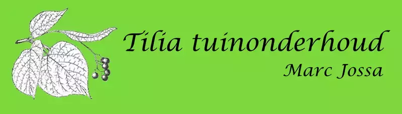 Tilia tuinonderhoud